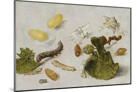 Die Verwandlung der Seidenraupe-Jan van Kessel-Mounted Giclee Print