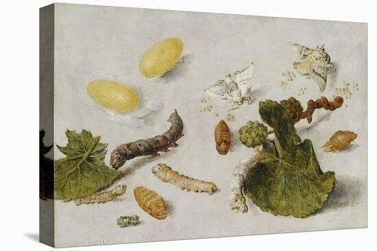 Die Verwandlung der Seidenraupe-Jan van Kessel-Stretched Canvas