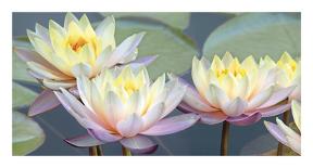 Lotus Panorama-Diego Ceja-Giclee Print