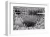 Diemer Lake-Scott Peck-Framed Art Print