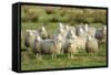 Diepholzer Moorschnucke (Moorland Sheep) (Ovis Aries)-Nick Upton-Framed Stretched Canvas