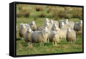 Diepholzer Moorschnucke (Moorland Sheep) (Ovis Aries)-Nick Upton-Framed Stretched Canvas