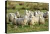 Diepholzer Moorschnucke (Moorland Sheep) (Ovis Aries)-Nick Upton-Stretched Canvas