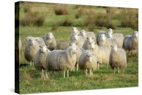 Diepholzer Moorschnucke (Moorland Sheep) (Ovis Aries)-Nick Upton-Stretched Canvas