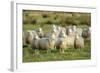 Diepholzer Moorschnucke (Moorland Sheep) (Ovis Aries)-Nick Upton-Framed Photographic Print
