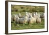 Diepholzer Moorschnucke (Moorland Sheep) (Ovis Aries)-Nick Upton-Framed Photographic Print