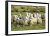 Diepholzer Moorschnucke (Moorland Sheep) (Ovis Aries)-Nick Upton-Framed Photographic Print