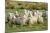 Diepholzer Moorschnucke (Moorland Sheep) (Ovis Aries)-Nick Upton-Mounted Photographic Print