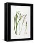 Dierama (W/C on Paper)-Sally Crosthwaite-Framed Stretched Canvas