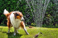 The Collie is Avoiding the Sprinkler in the Garden-dieterjaeschkephotography-Photographic Print