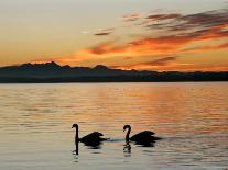 Two Swans Glide across Lake Chiemsee at Sunset near Seebruck, Germany-Diether Endlicher-Framed Photographic Print