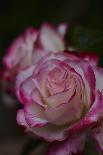 Splendid Roses-Dietmar Najak-Mounted Photographic Print