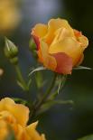 Splendid Roses-Dietmar Najak-Photographic Print