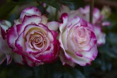 Splendid Roses-Dietmar Najak-Stretched Canvas