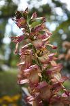 bee orchid, Ophrys apifera-Dietmar Najak-Photographic Print