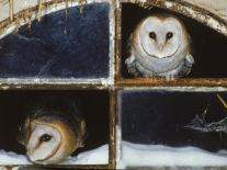 Barn Owls Looking out of a Barn Window Germany-Dietmar Nill-Framed Photographic Print