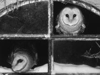 Barn Owls Looking out of a Barn Window Germany-Dietmar Nill-Laminated Photographic Print