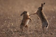 European hare mating pair boxing in field, Slovakia-Dietmar Nill-Photographic Print