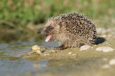 Hedgehog About To Feed On Snail (Erinaceus Europaeus) Germany-Dietmar Nill-Stretched Canvas