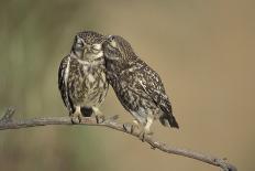 Little owls courtship, Spain-Dietmar Nill-Photographic Print