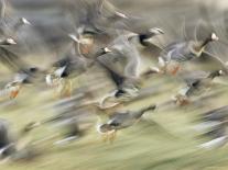 Little owls courtship, Spain-Dietmar Nill-Photographic Print