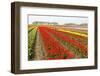 Different Colorful Rows of Tulips on a Tulip Field in Friesland(Holland)-tpzijl-Framed Photographic Print