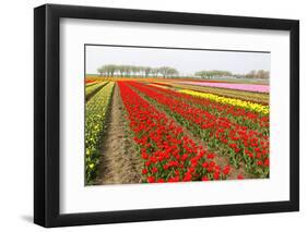 Different Colorful Rows of Tulips on a Tulip Field in Friesland(Holland)-tpzijl-Framed Photographic Print