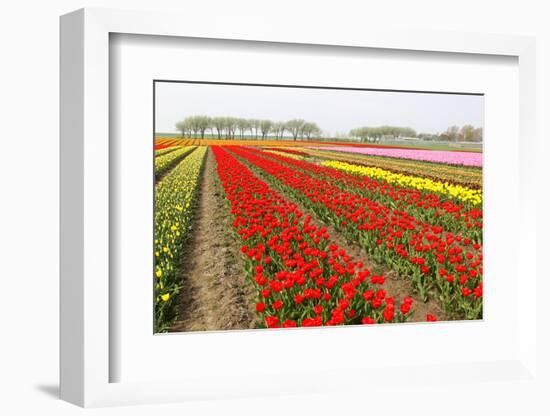 Different Colorful Rows of Tulips on a Tulip Field in Friesland(Holland)-tpzijl-Framed Photographic Print