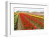 Different Colorful Rows of Tulips on a Tulip Field in Friesland(Holland)-tpzijl-Framed Photographic Print