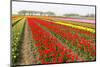 Different Colorful Rows of Tulips on a Tulip Field in Friesland(Holland)-tpzijl-Mounted Photographic Print