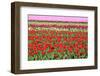 Different Colorful Rows of Tulips on a Tulip Field in Friesland(Holland)-tpzijl-Framed Photographic Print