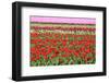 Different Colorful Rows of Tulips on a Tulip Field in Friesland(Holland)-tpzijl-Framed Photographic Print