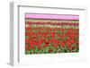 Different Colorful Rows of Tulips on a Tulip Field in Friesland(Holland)-tpzijl-Framed Photographic Print