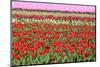 Different Colorful Rows of Tulips on a Tulip Field in Friesland(Holland)-tpzijl-Mounted Photographic Print