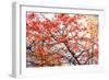 Different Fall-Philippe Sainte-Laudy-Framed Photographic Print