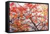 Different Fall-Philippe Sainte-Laudy-Framed Stretched Canvas