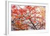 Different Fall-Philippe Sainte-Laudy-Framed Photographic Print