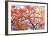 Different Fall-Philippe Sainte-Laudy-Framed Photographic Print