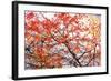 Different Fall-Philippe Sainte-Laudy-Framed Photographic Print