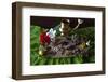 Different Indian Spices on Display at Swaswara, Karnataka, India, Asia-Thomas L-Framed Photographic Print