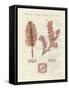 Different Kind of Zoophytes or Ornamental Plants-null-Framed Stretched Canvas