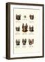 Different Kinds of Bats, 1824-Karl Joseph Brodtmann-Framed Giclee Print