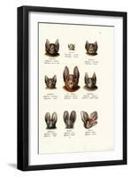 Different Kinds of Bats, 1824-Karl Joseph Brodtmann-Framed Giclee Print