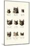 Different Kinds of Bats, 1824-Karl Joseph Brodtmann-Mounted Giclee Print