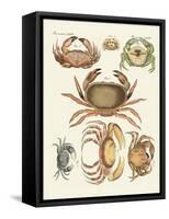 Different Kinds of Crabs-null-Framed Stretched Canvas
