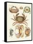 Different Kinds of Crabs-null-Framed Stretched Canvas