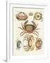 Different Kinds of Crabs-null-Framed Giclee Print