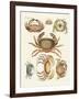 Different Kinds of Crabs-null-Framed Giclee Print