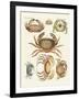 Different Kinds of Crabs-null-Framed Giclee Print