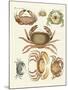 Different Kinds of Crabs-null-Mounted Giclee Print